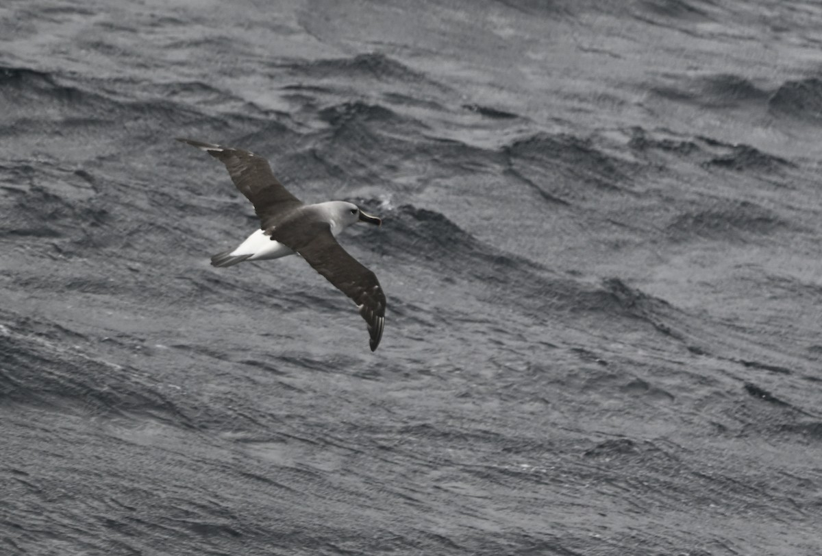 Gray-headed Albatross - ML617298995