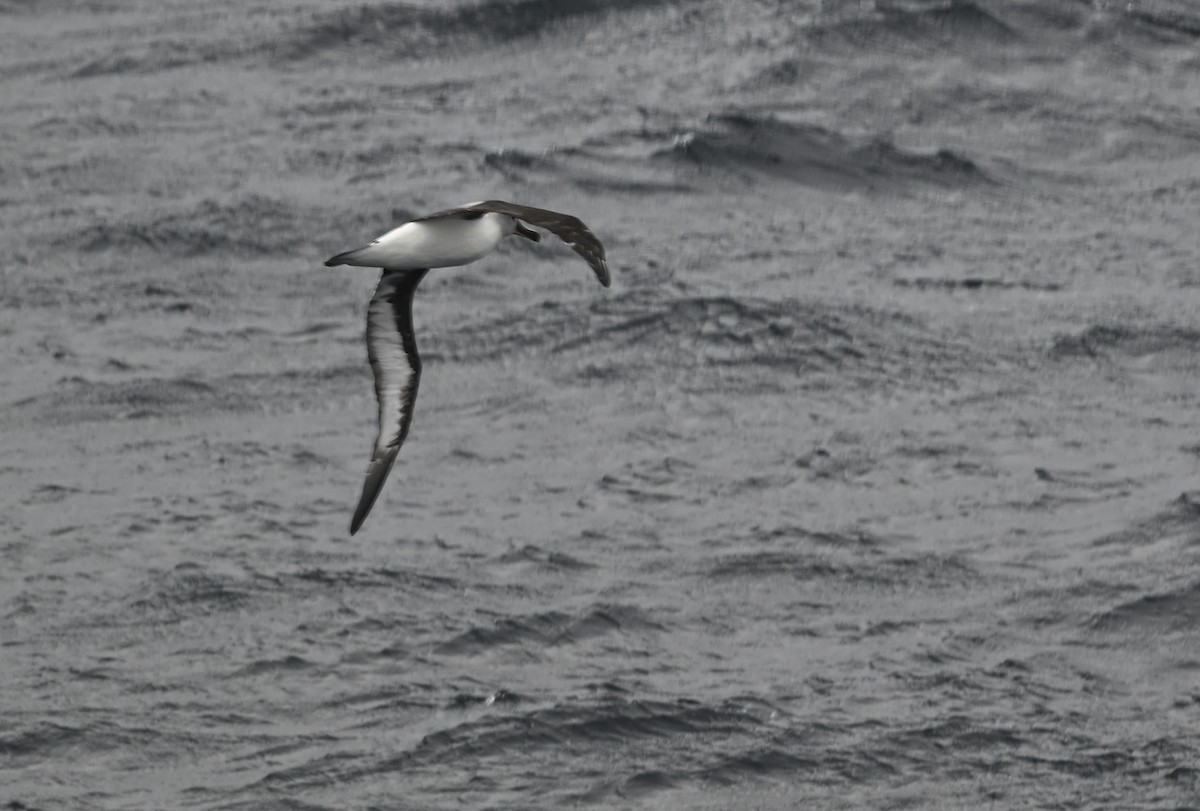 albatros šedohlavý - ML617298996