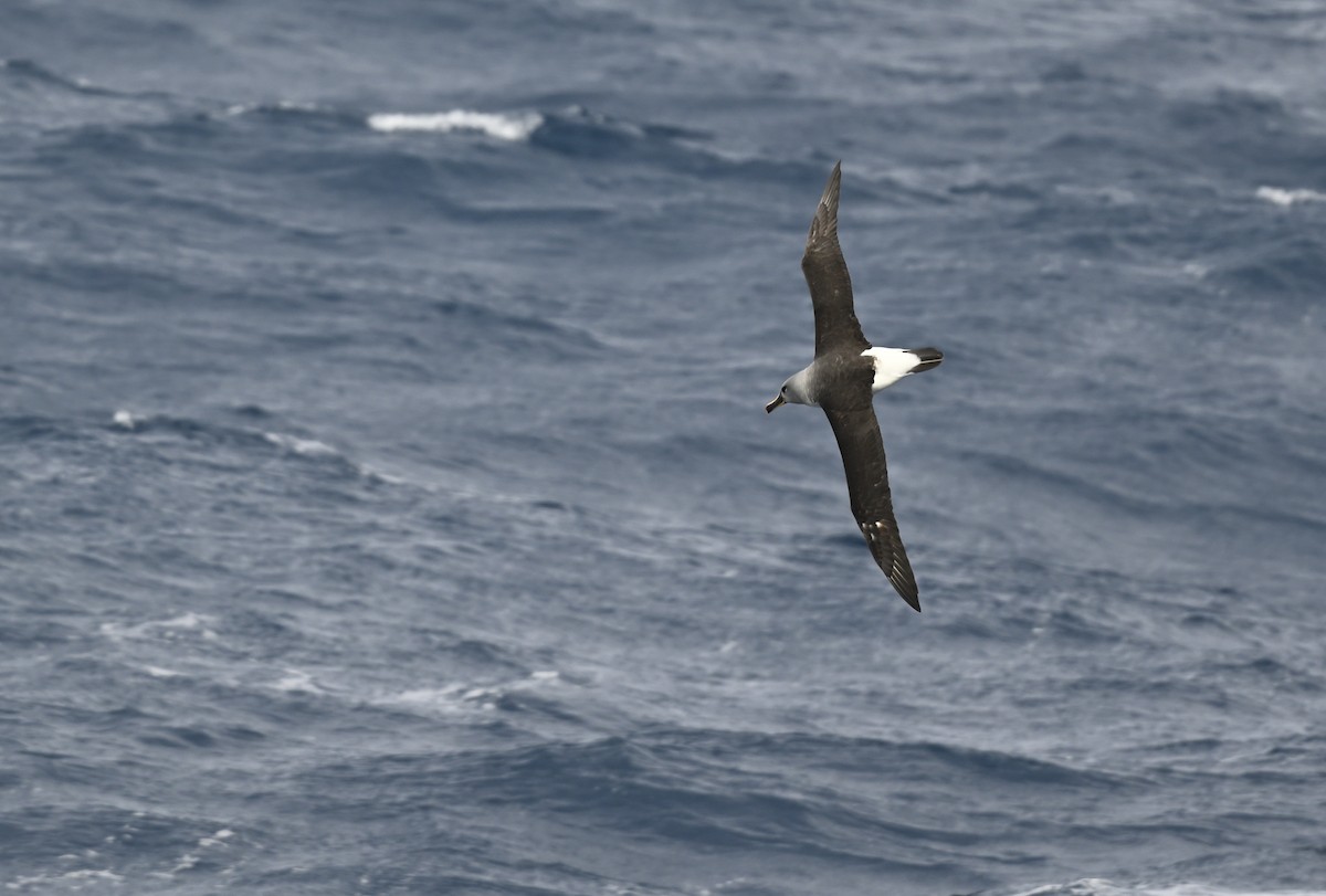 albatros šedohlavý - ML617298997