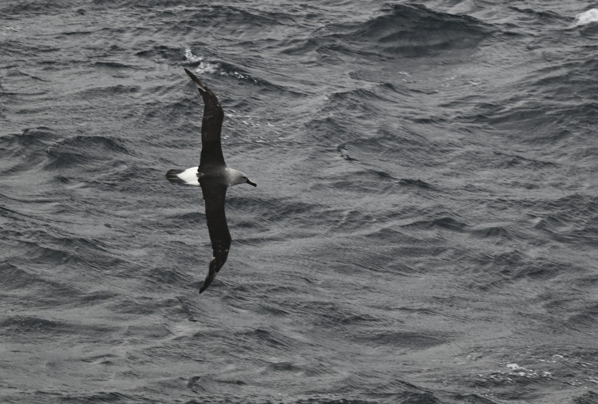 albatros šedohlavý - ML617298998