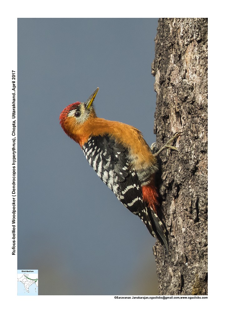 Rufous-bellied Woodpecker - ML617299075