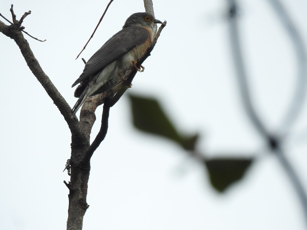 Common Hawk-Cuckoo - ML617299198