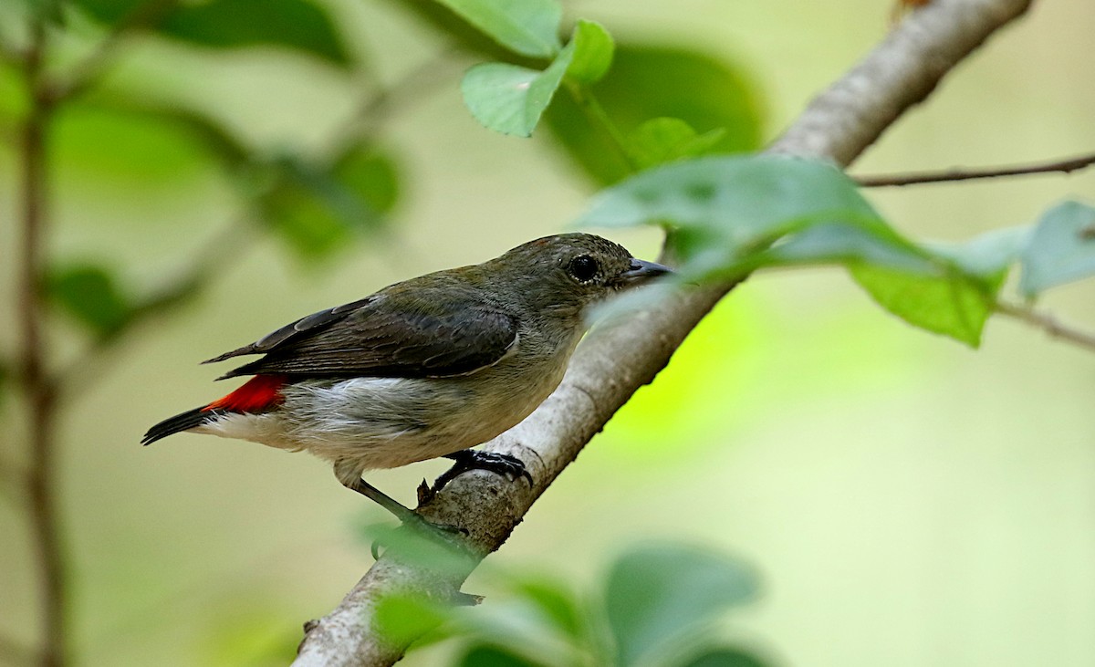 Scarlet-backed Flowerpecker - ML617299205