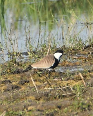 Spur-winged Lapwing - ML617299230