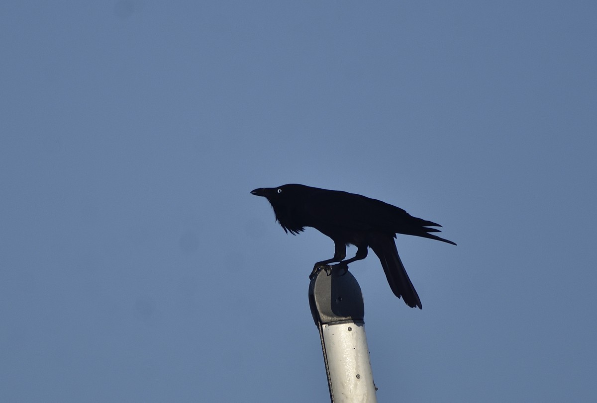 Australian Raven - ML617299334
