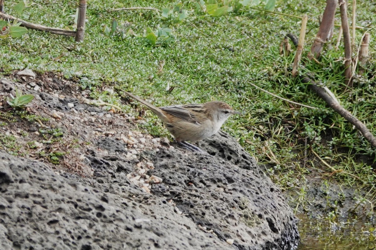 Little Grassbird - Firetail Birdwatching  Tours