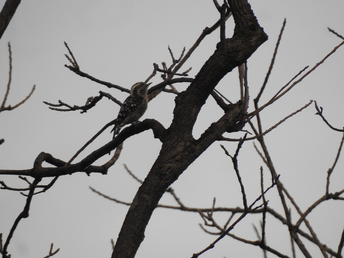 Brown-capped Pygmy Woodpecker - Francis D'Souza