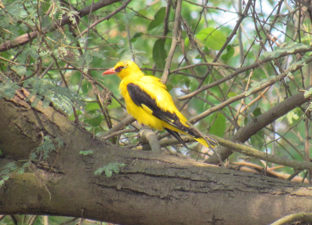 Indian Golden Oriole - ML617299541