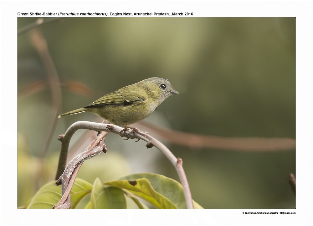 Green Shrike-Babbler - ML617299598