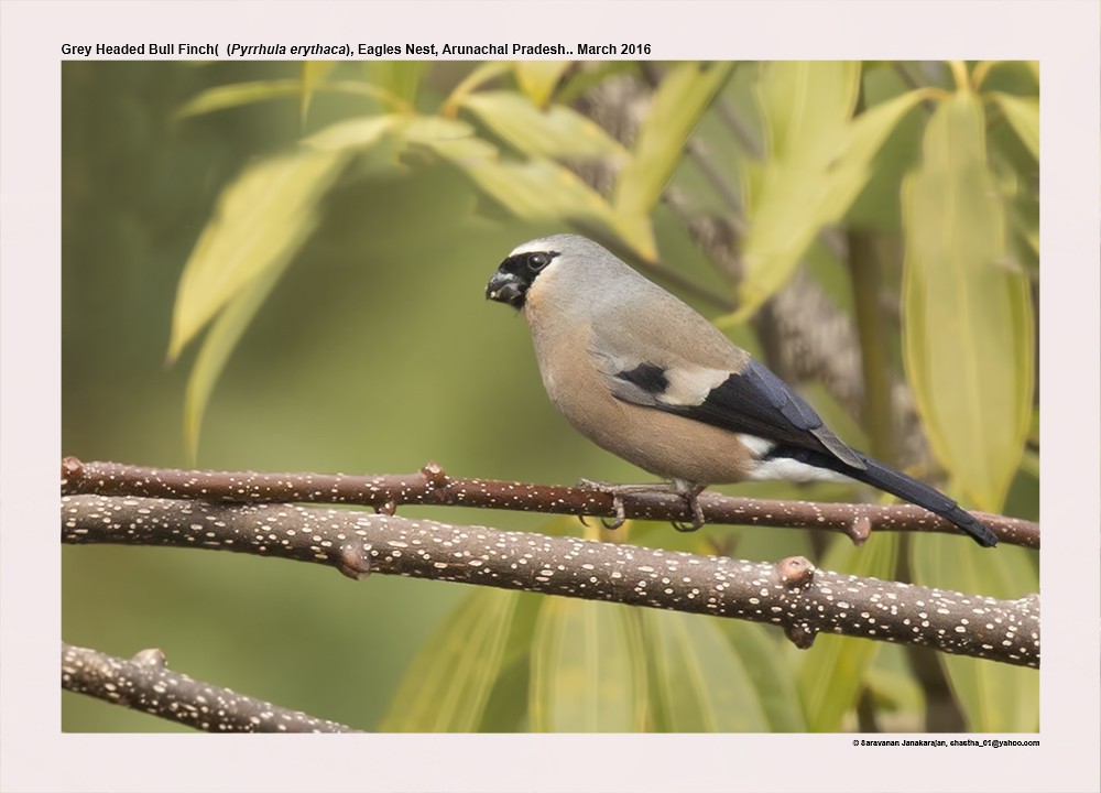 Gray-headed Bullfinch - Saravanan Janakarajan