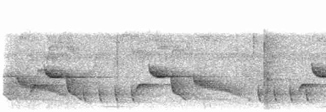 Troglodyte coraya - ML617299630