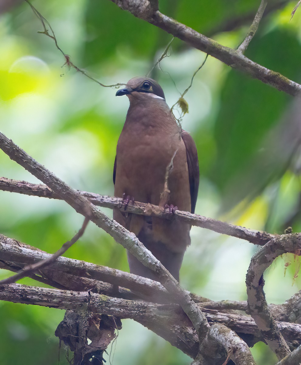 White-eared Brown-Dove - Kevin Pearce
