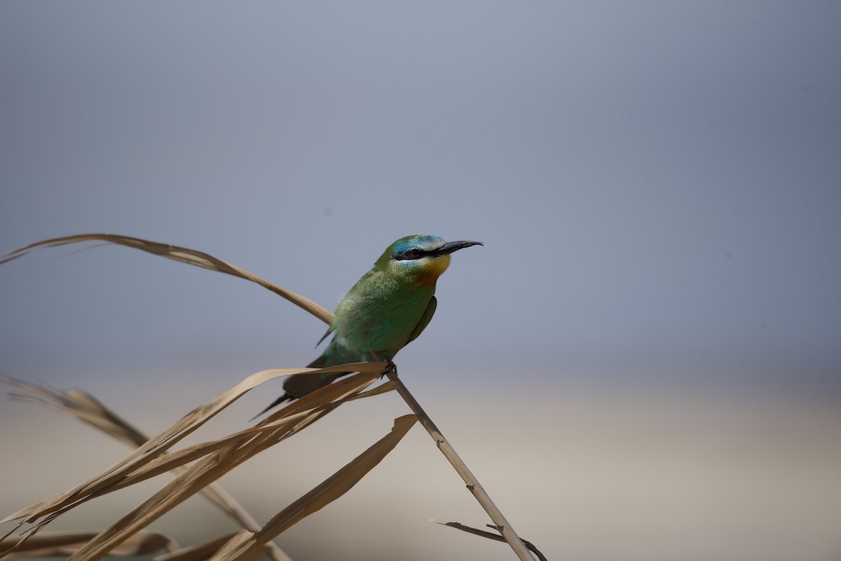 Blue-cheeked Bee-eater - ML617299686