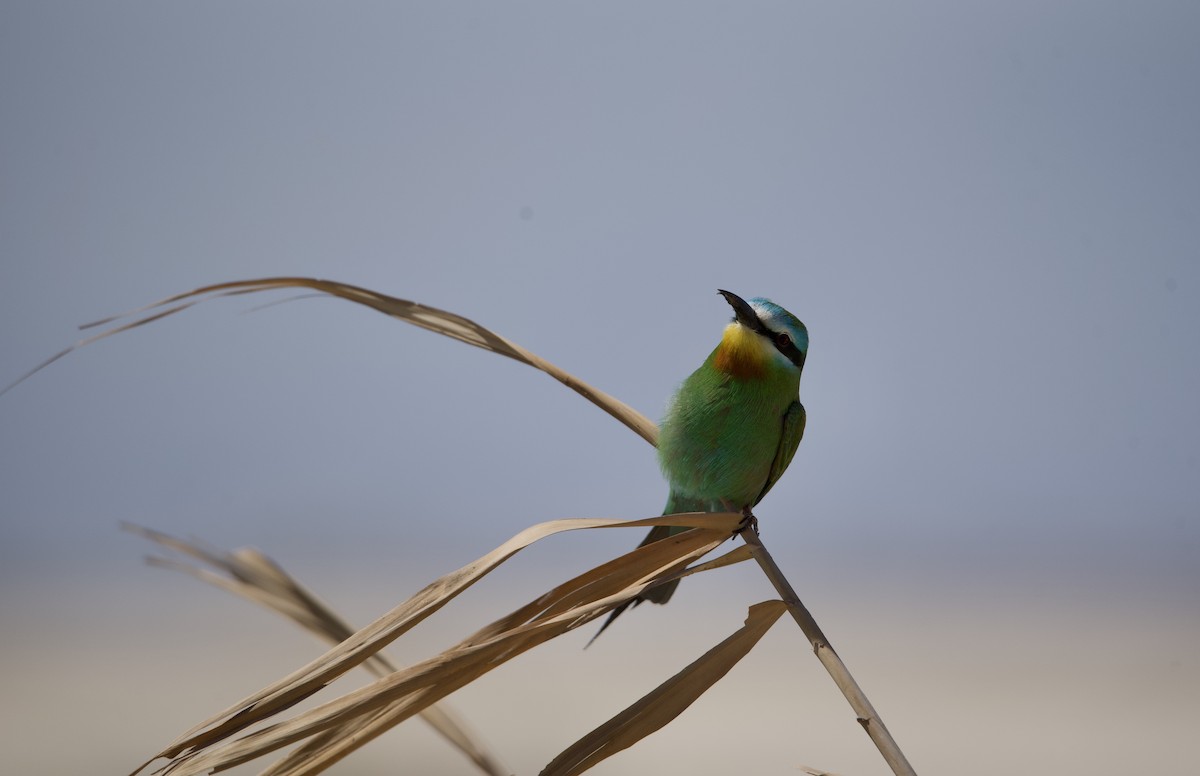 Blue-cheeked Bee-eater - ML617299688