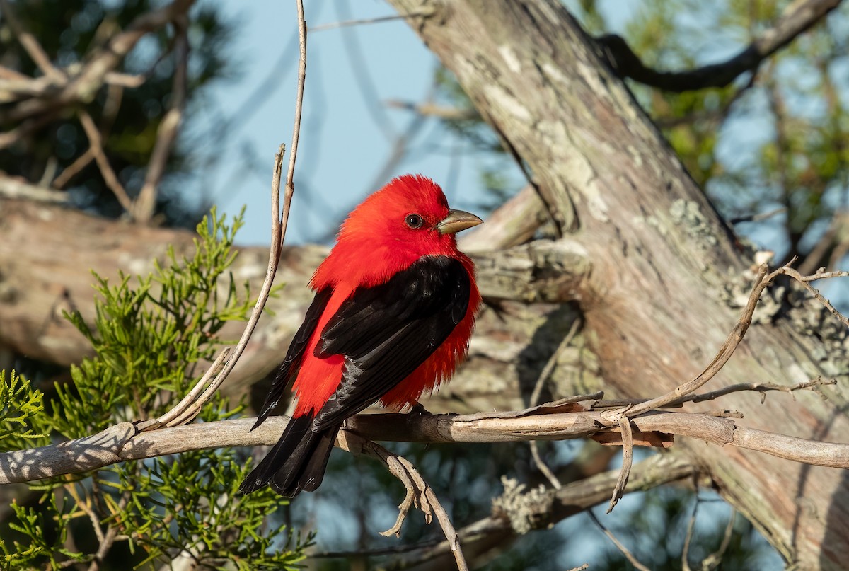Scarlet Tanager - ML617299742