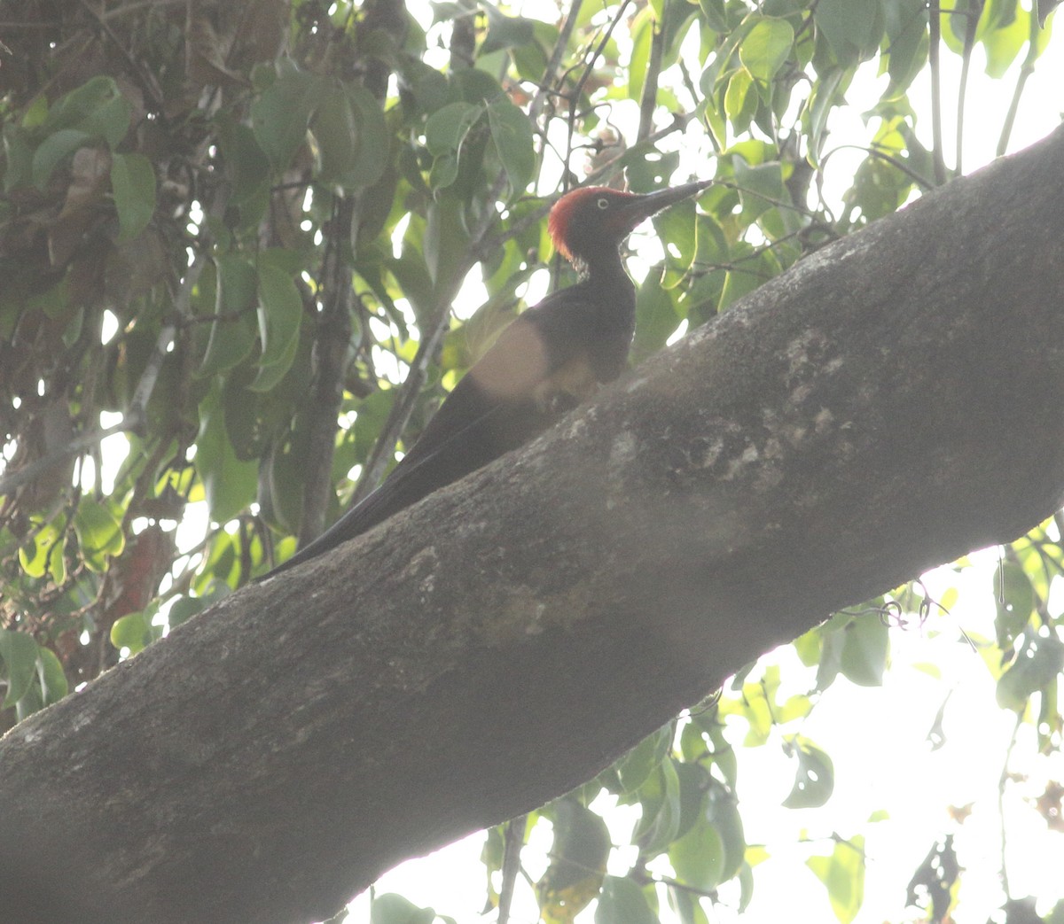 White-bellied Woodpecker - ML617299782
