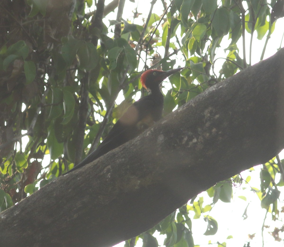 White-bellied Woodpecker - ML617299784