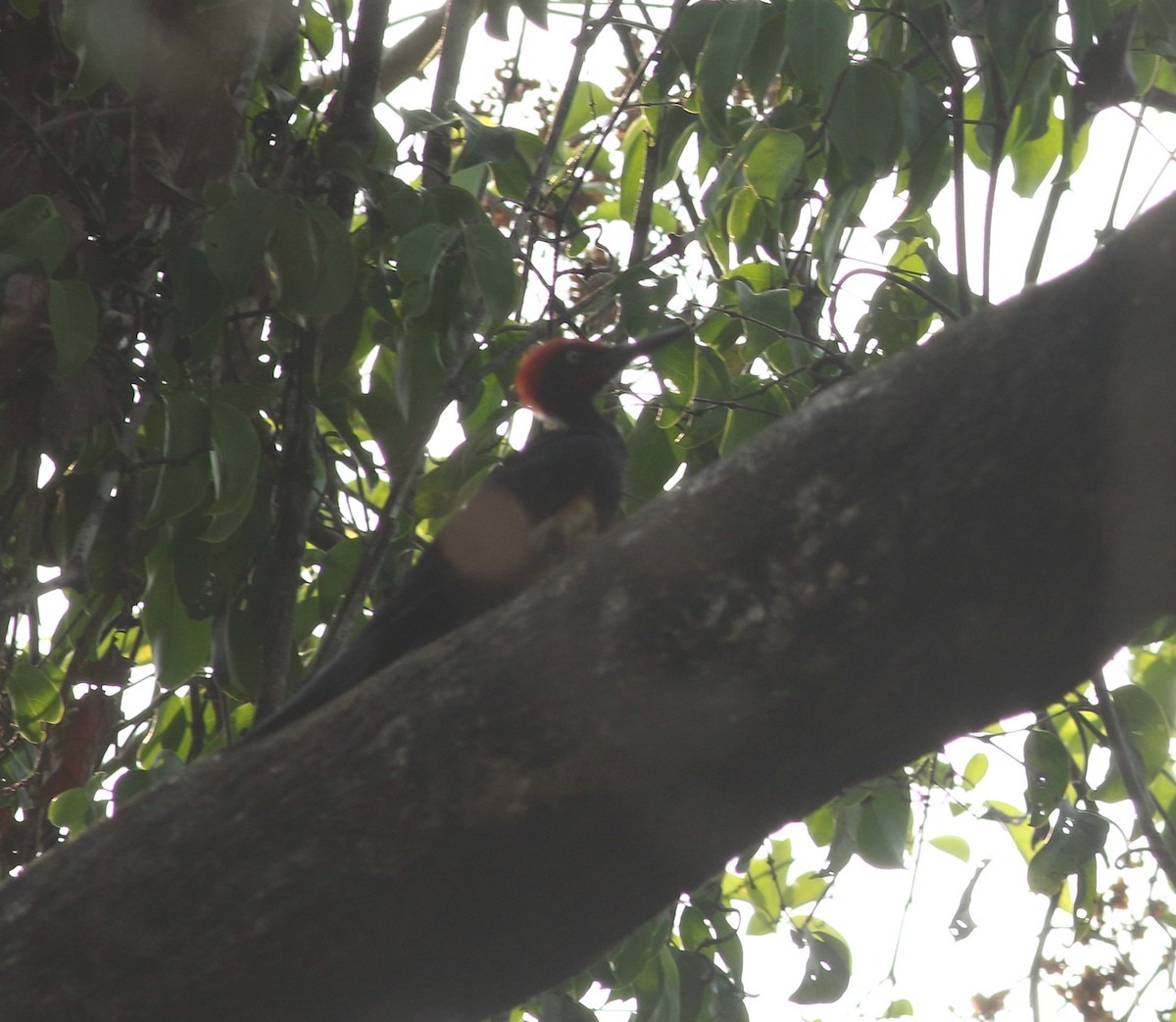 White-bellied Woodpecker - Savio Fonseca (www.avocet-peregrine.com)