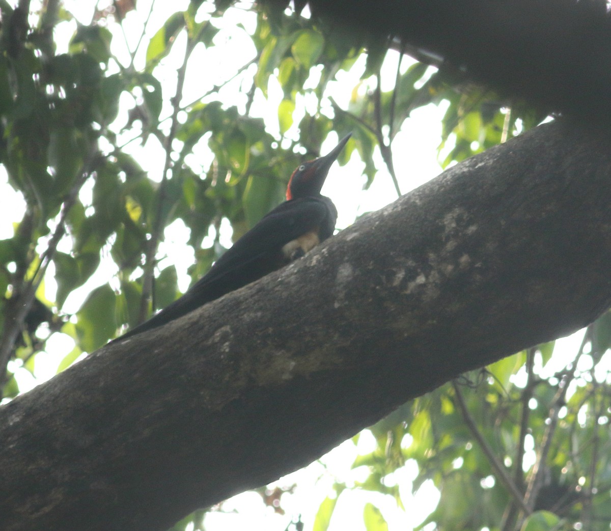 White-bellied Woodpecker - Savio Fonseca (www.avocet-peregrine.com)