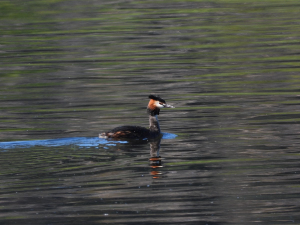 Great Crested Grebe - ML617299850