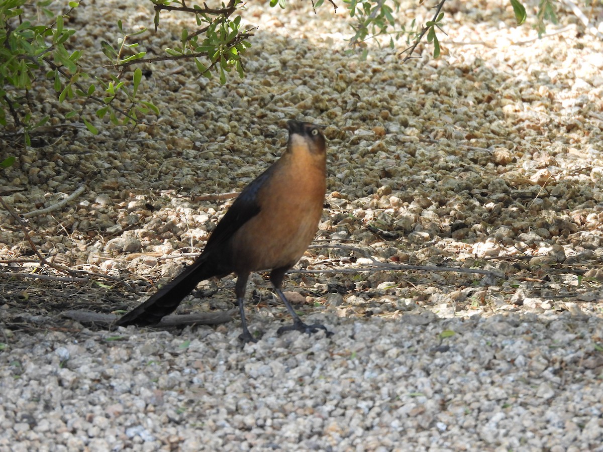 Great-tailed Grackle - ML617299961