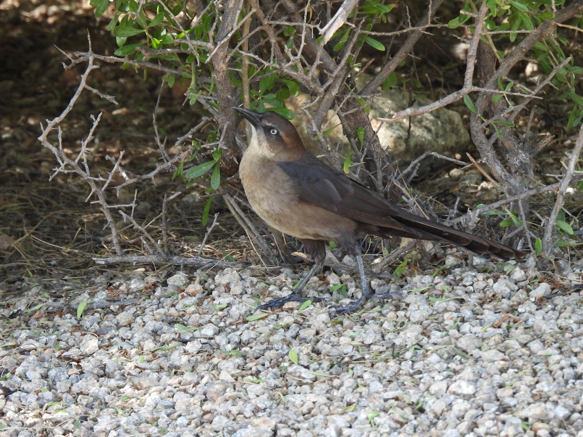 Great-tailed Grackle - ML617299962