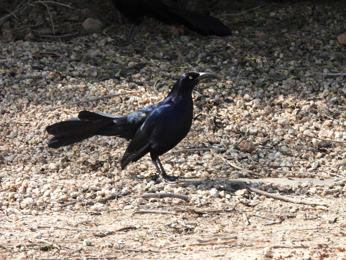 Great-tailed Grackle - ML617299964