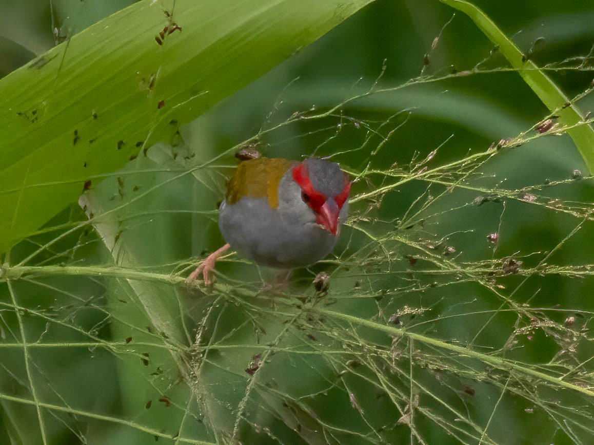 Red-browed Firetail - ML617300019