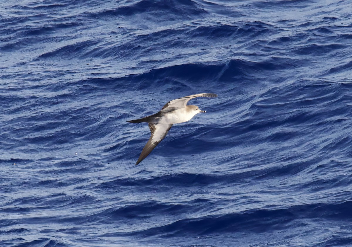 Wedge-tailed Shearwater - John Gregory
