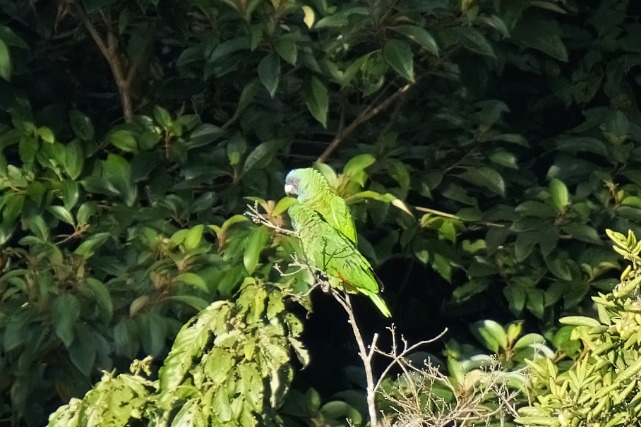 Red-necked Parrot - ML617300157