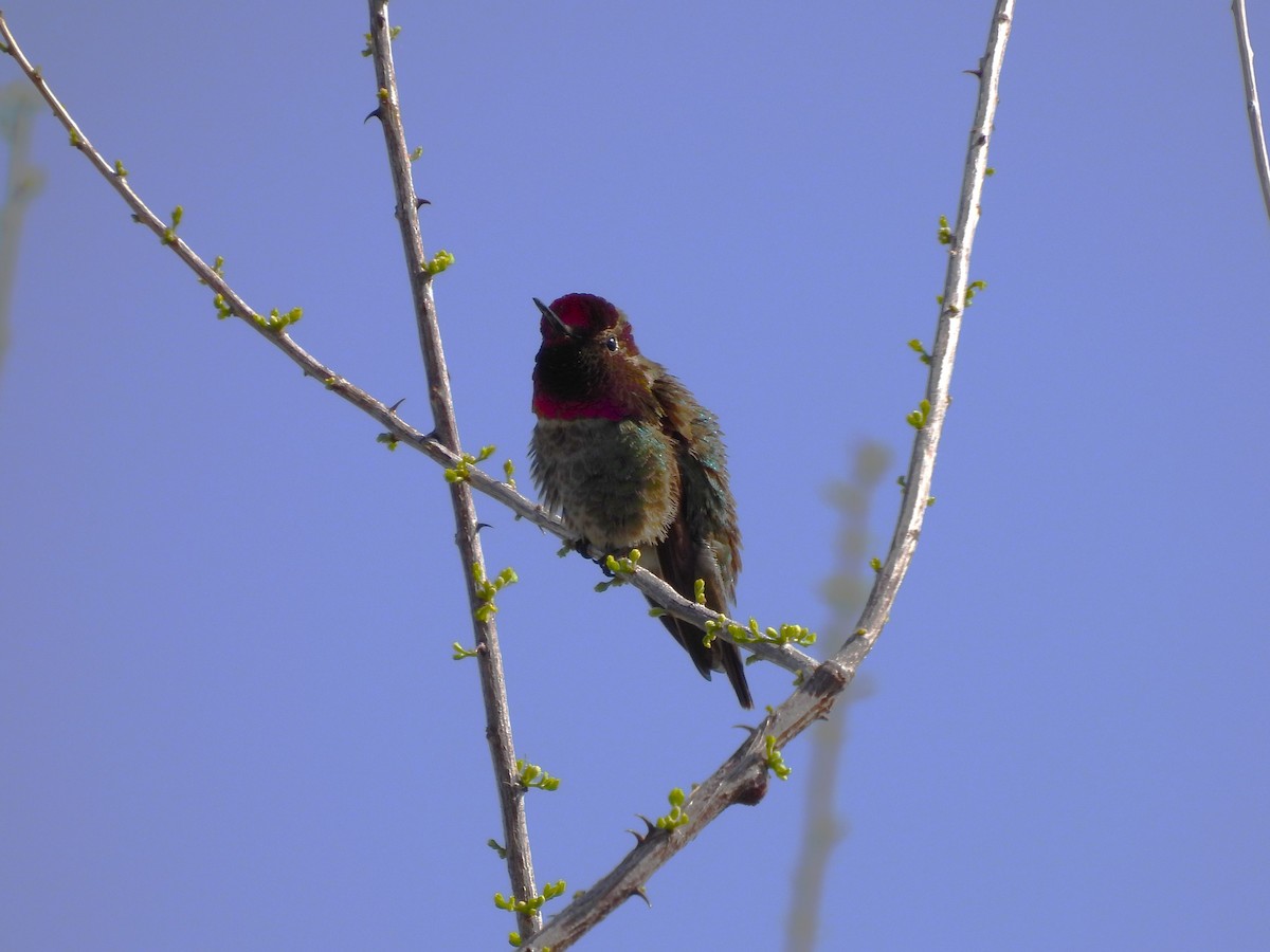 Anna's Hummingbird - ML617300169