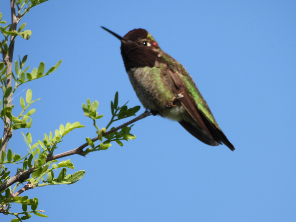 Anna's Hummingbird - ML617300173