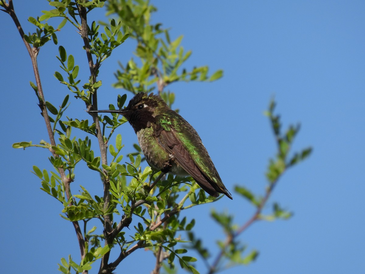 Anna's Hummingbird - ML617300176