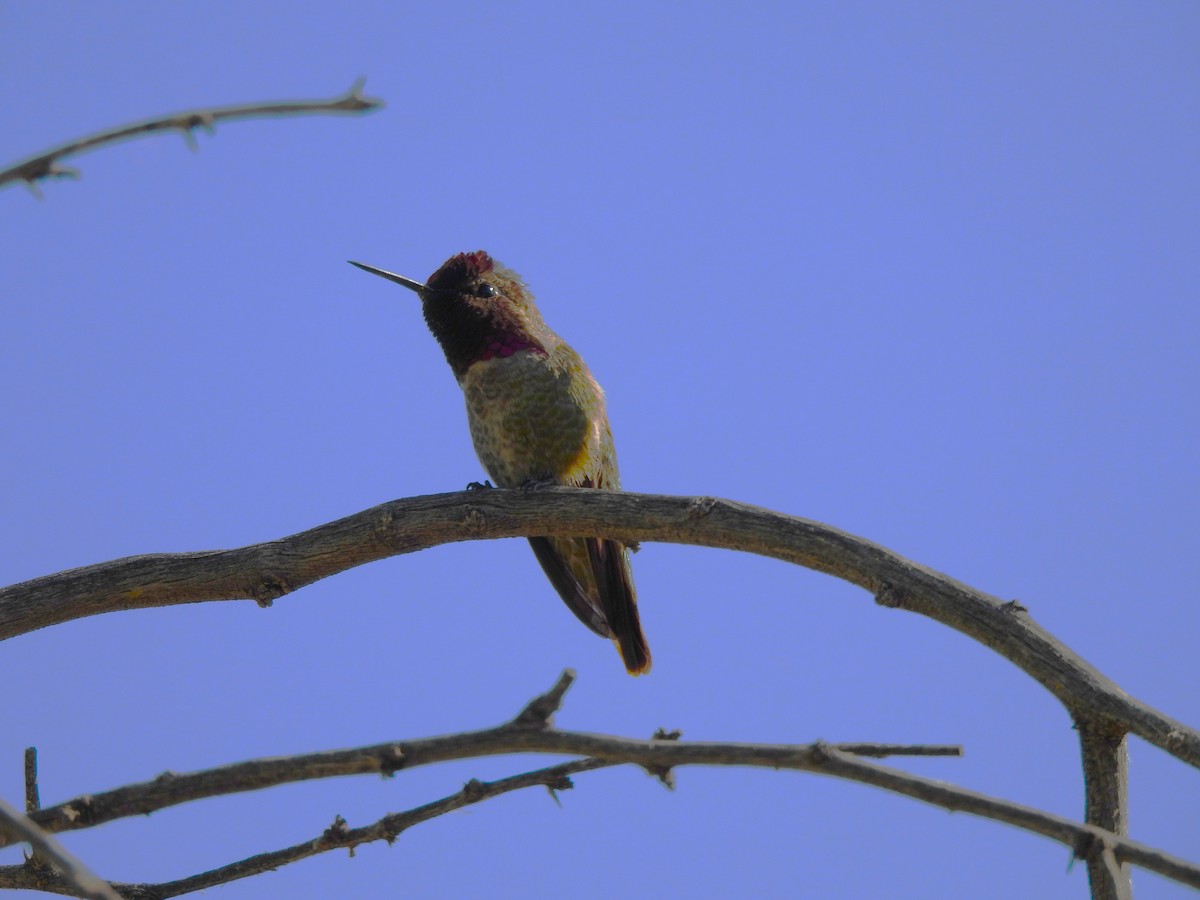 Anna's Hummingbird - ML617300188
