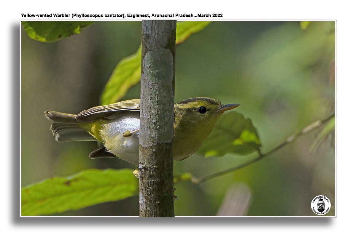 Yellow-vented Warbler - ML617300278