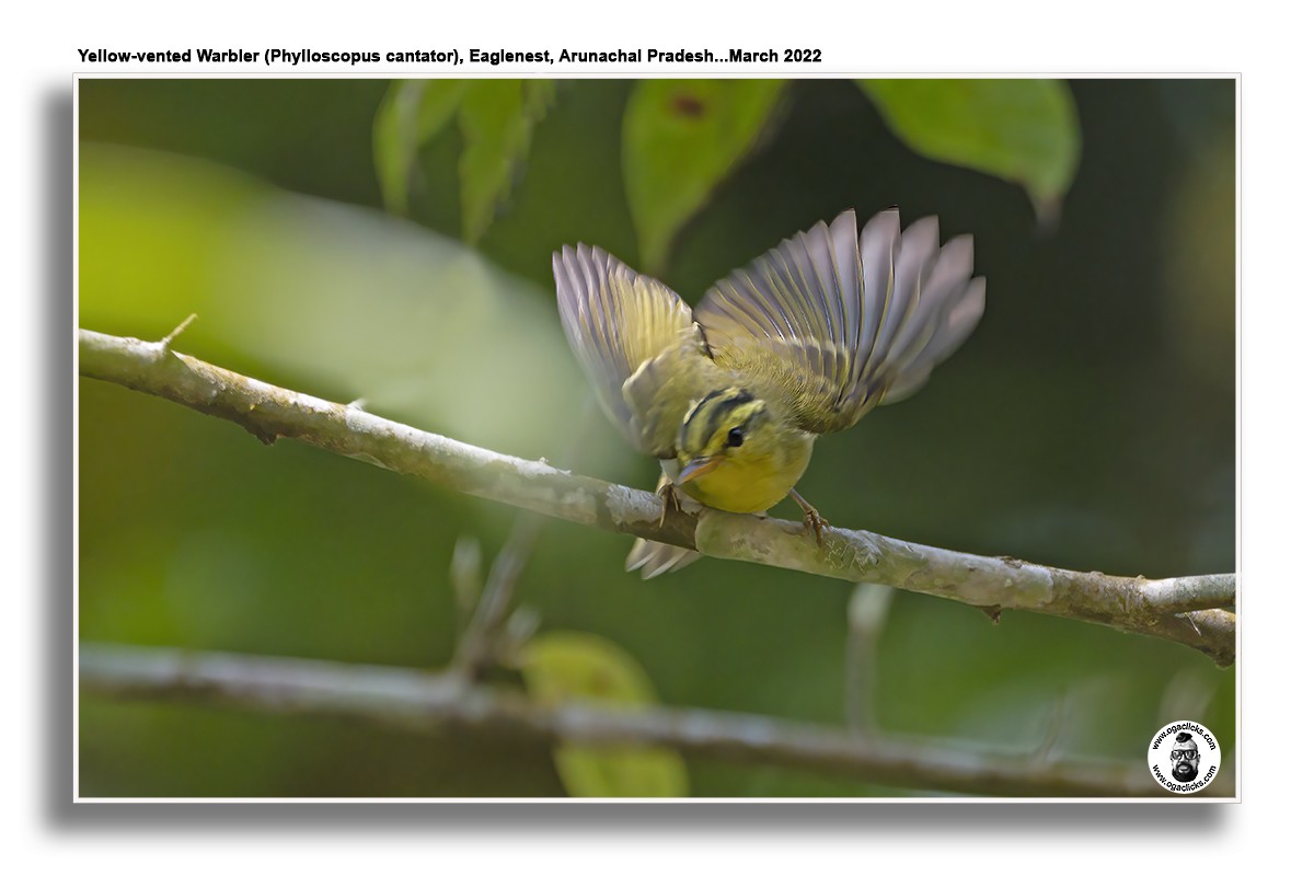 Yellow-vented Warbler - ML617300279
