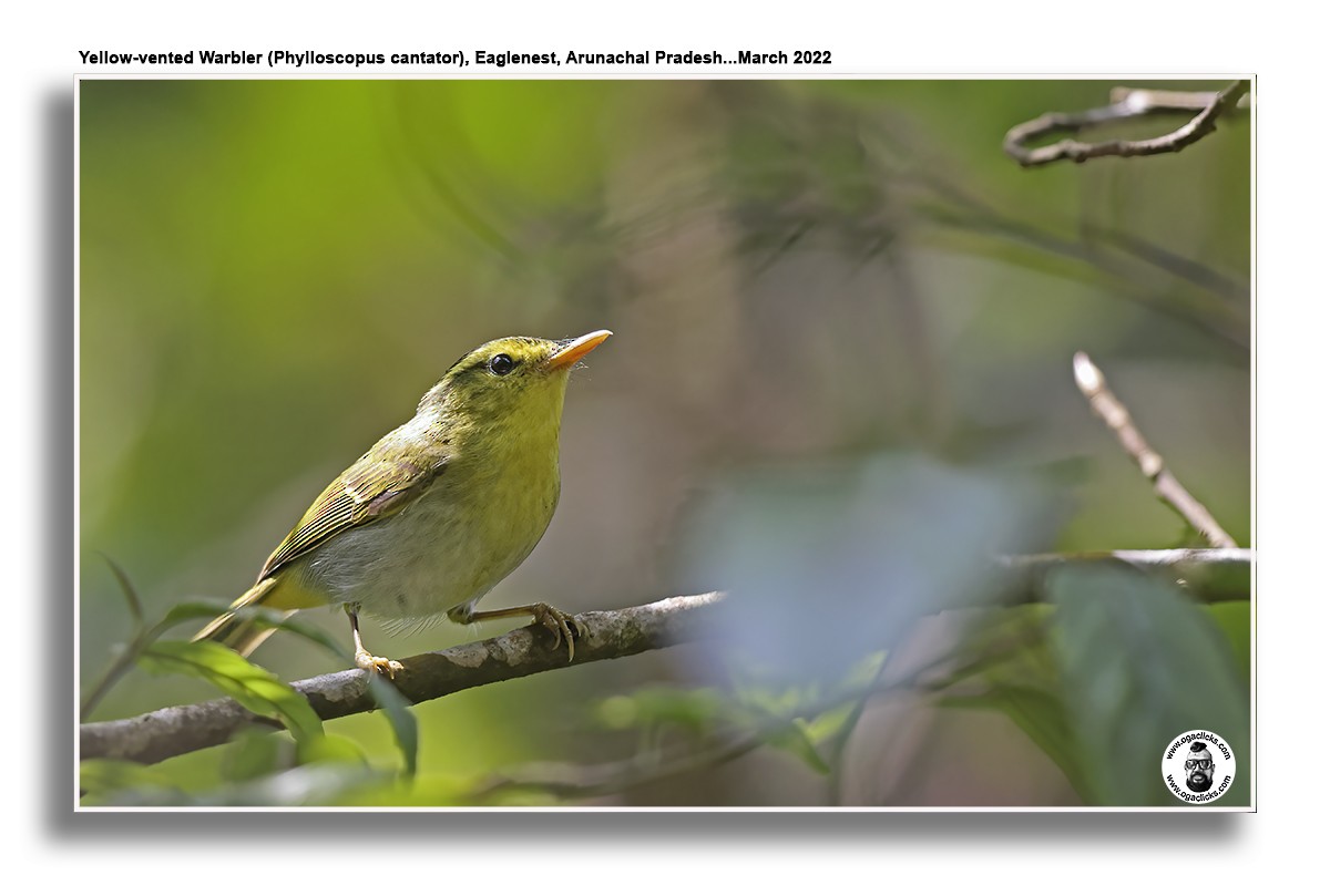 Yellow-vented Warbler - ML617300280