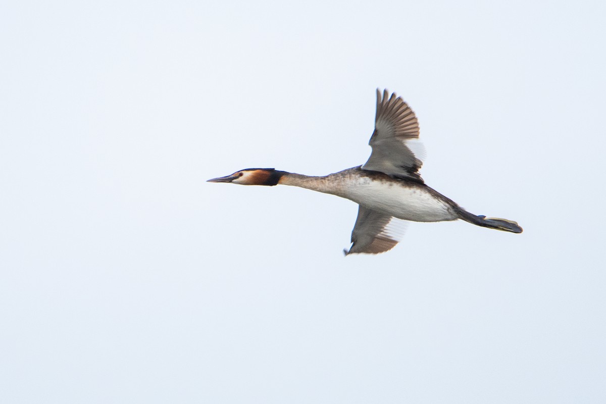 Great Crested Grebe - ML617300327