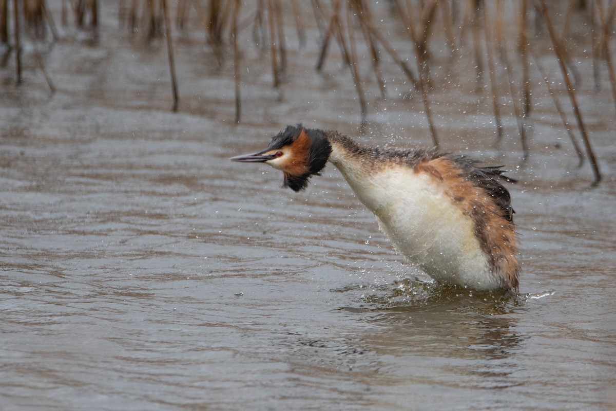 Great Crested Grebe - ML617300328
