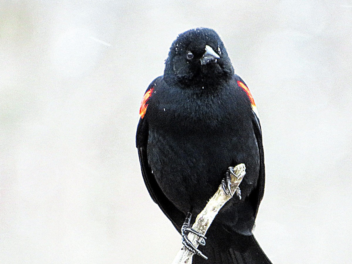 Red-winged Blackbird - Marianne Friers