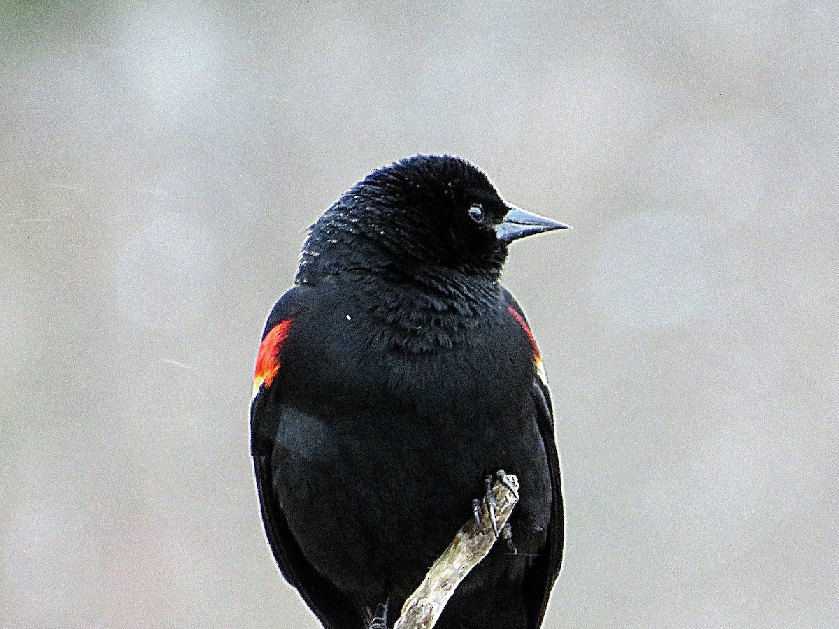 Red-winged Blackbird - Marianne Friers