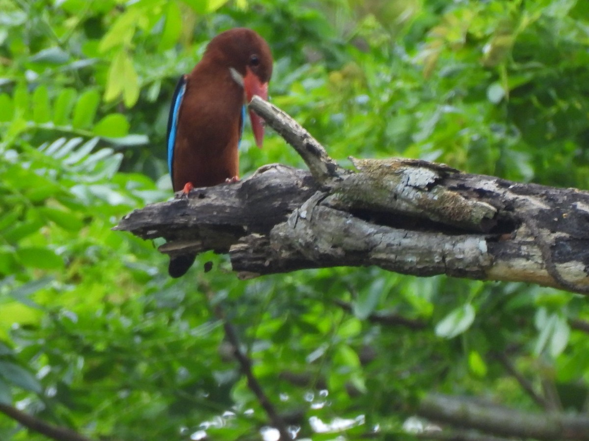 Brown-breasted Kingfisher - ML617300411