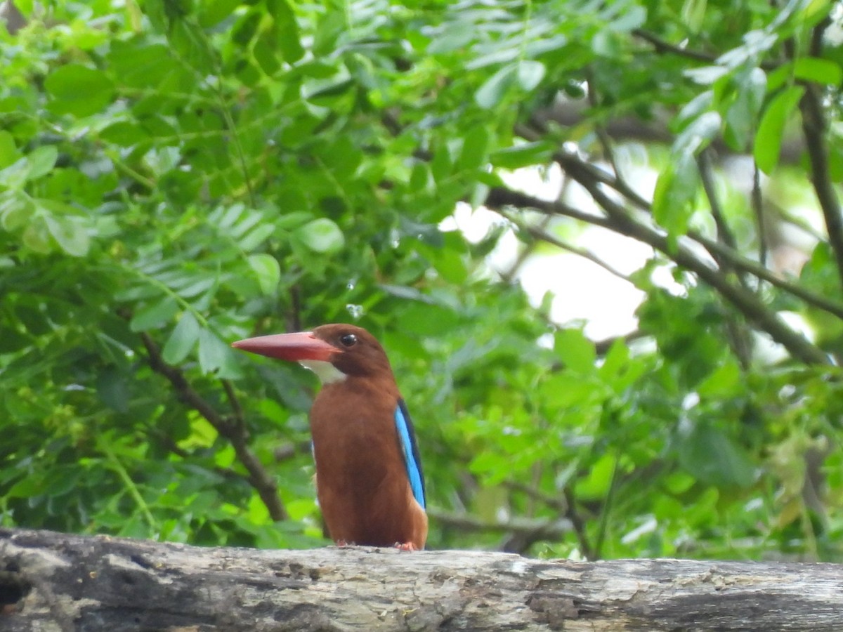 Brown-breasted Kingfisher - ML617300412