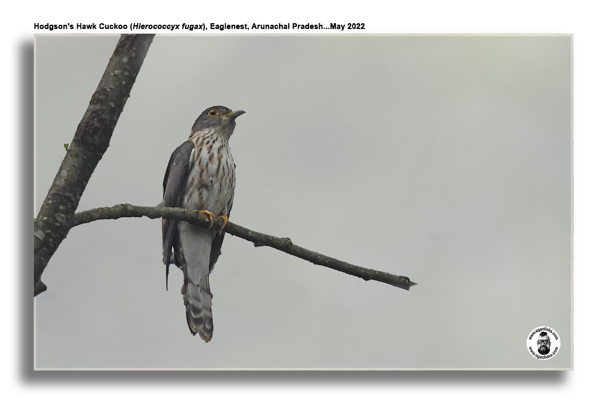 Hodgson's Hawk-Cuckoo - Saravanan Janakarajan