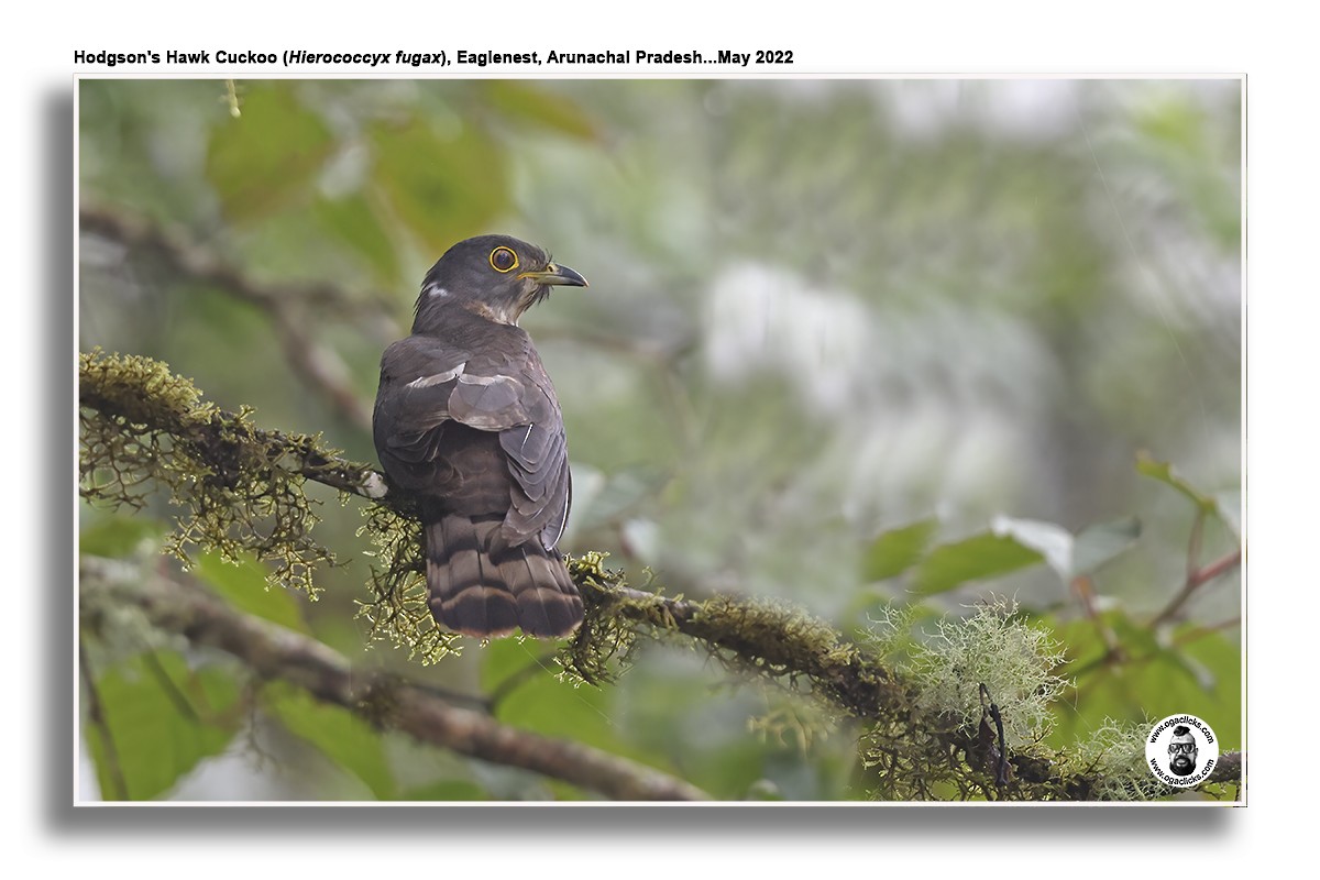 Hodgson's Hawk-Cuckoo - ML617300471