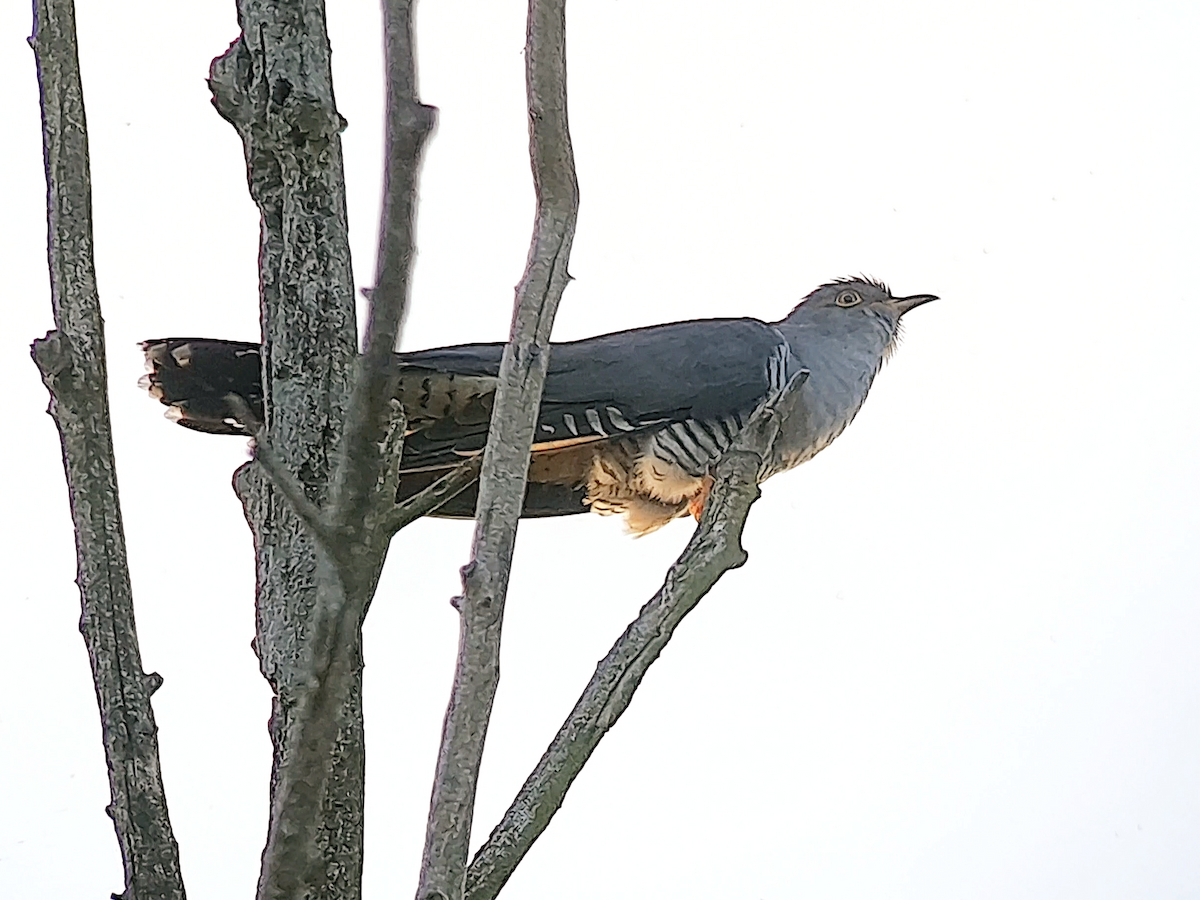 Common Cuckoo - ML617300526