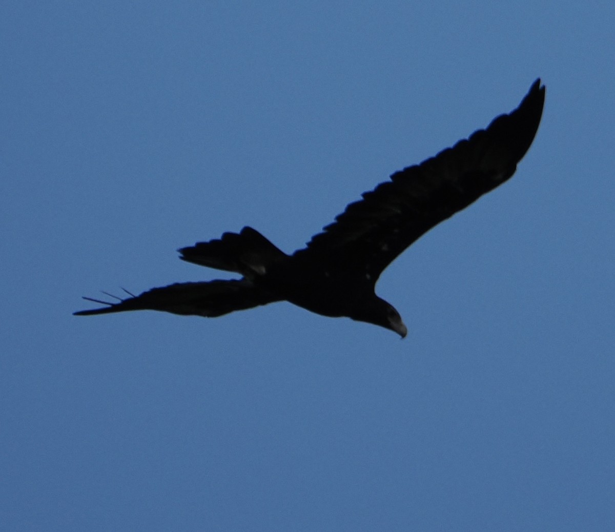 Wedge-tailed Eagle - ML617300536