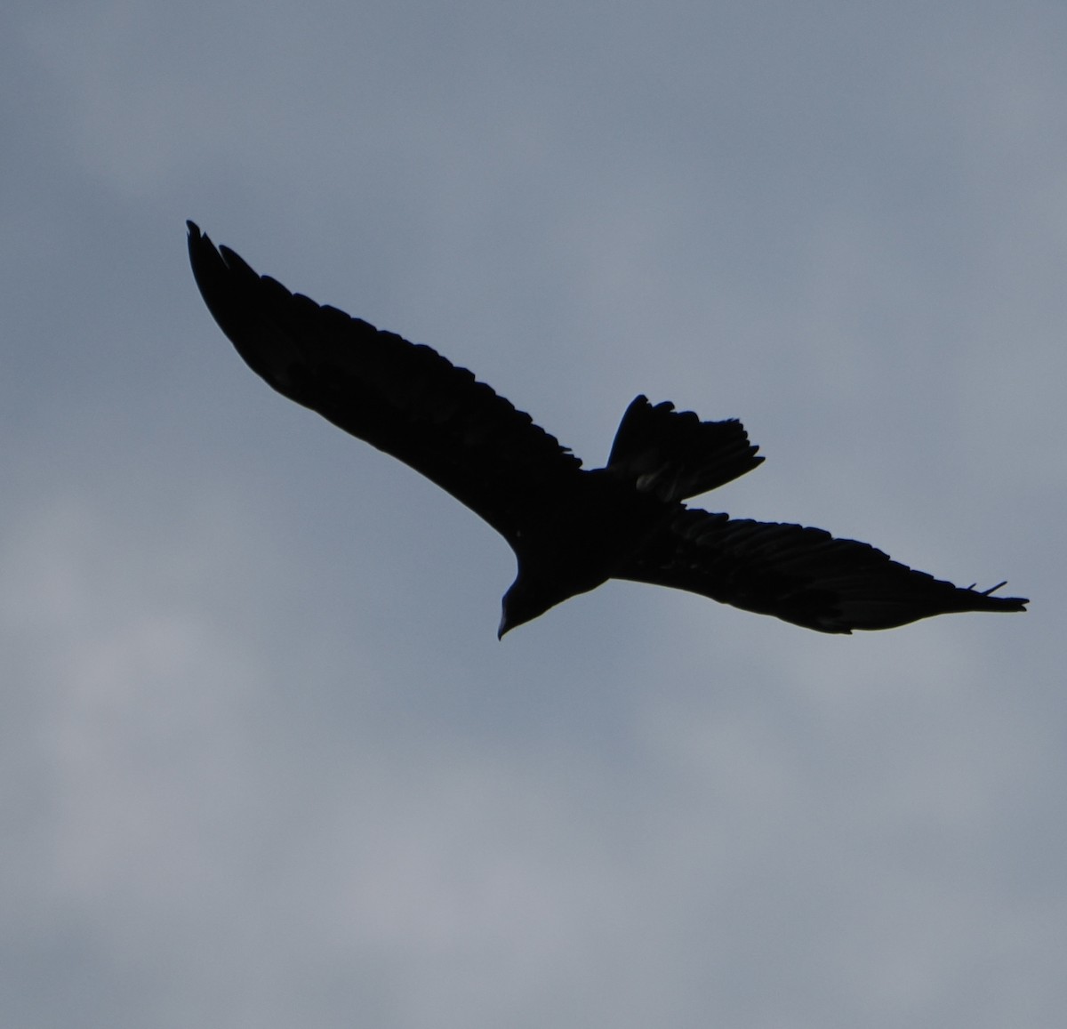 Wedge-tailed Eagle - ML617300537