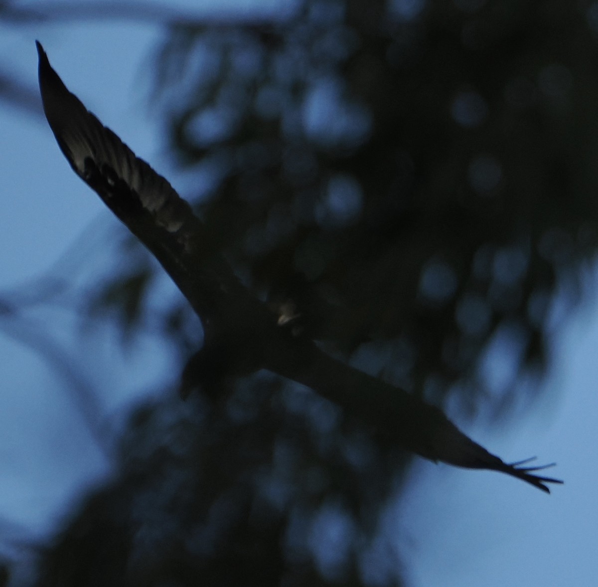 Wedge-tailed Eagle - ML617300538