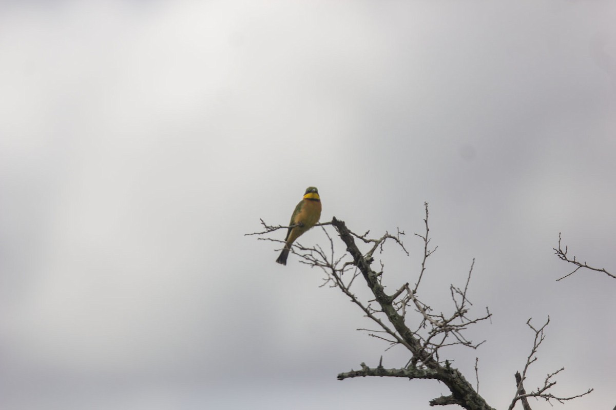 Little Bee-eater - ML617300592